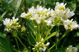 Attēlu rezultāti vaicājumam “Armoracia rusticana flower”