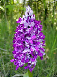 Attēlu rezultāti vaicājumam “Orchis militaris”