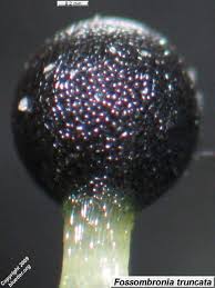 Attēlu rezultāti vaicājumam “Fossombronia wondraczekii sporophyte”