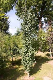 Attēlu rezultāti vaicājumam “Populus tremula”