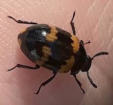 Attēlu rezultāti vaicājumam “Diaperis boleti”