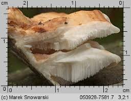 Attēlu rezultāti vaicājumam “Postia leucomallella”