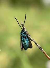 Attēlu rezultāti vaicājumam “Adscita statices”