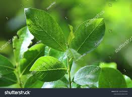 Attēlu rezultāti vaicājumam “Salix aurita leaf”