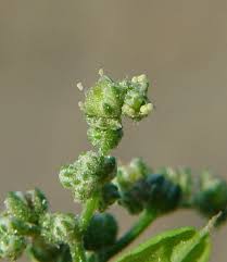 Attēlu rezultāti vaicājumam “Chenopodium acerifolium flower”