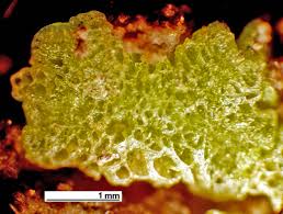 Attēlu rezultāti vaicājumam “Riccia cavernosa”