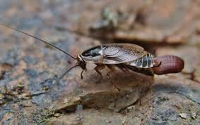 Attēlu rezultāti vaicājumam “Ectobius sylvestris female”