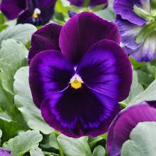 Image result for Viola wittrockiana