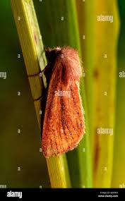 Attēlu rezultāti vaicājumam “Chortodes fluxa”