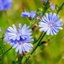 Attēlu rezultāti vaicājumam “Cichorium intybus flower”