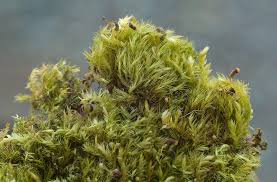 Attēlu rezultāti vaicājumam “Rhynchostegiella tenella macro”