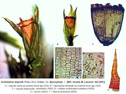 Attēlu rezultāti vaicājumam “Schistidium dupretii”