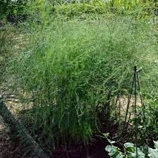 Attēlu rezultāti vaicājumam “Asparagus officinalis”