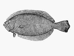 Image result for Paralichthys lethostigma