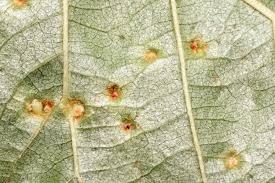 Attēlu rezultāti vaicājumam “Eriophyes laevis”