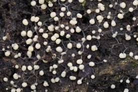 Attēlu rezultāti vaicājumam “Physarum leucophaeum stalked”