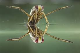 Attēlu rezultāti vaicājumam “Notonecta glauca”