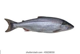 Image result for Oncorhynchus nerka