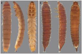 Attēlu rezultāti vaicājumam “Therevidae larva”