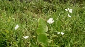 Attēlu rezultāti vaicājumam “Alisma lanceolatum”