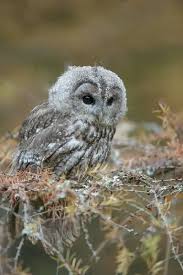 Image result for Strix aluco