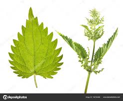 Attēlu rezultāti vaicājumam “Urtica dioica leaf”