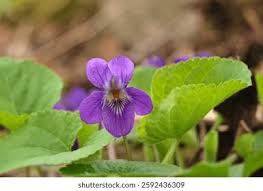 Attēlu rezultāti vaicājumam “Viola hirta flower”