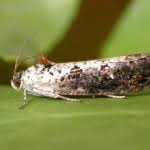 Attēlu rezultāti vaicājumam “Hedya salicella”