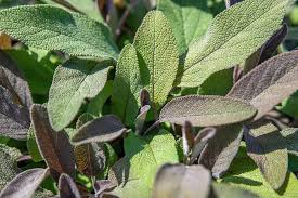 Image result for Salbei