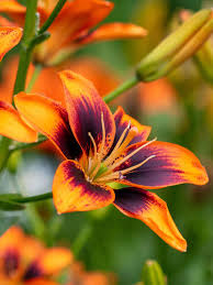 Image result for Lilie