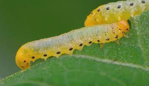 Attēlu rezultāti vaicājumam “Pristiphora maesta larva”