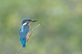 Attēlu rezultāti vaicājumam “Alcedo atthis adult”