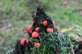 Attēlu rezultāti vaicājumam “Tubifera ferruginosa (subsp. ferruginosa) spores”