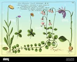 Attēlu rezultāti vaicājumam “Linnaea borealis leaf”