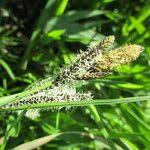 Attēlu rezultāti vaicājumam “Carex acuta leaf”