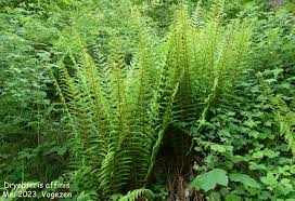 Attēlu rezultāti vaicājumam “Dryopteris affinis”