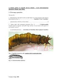 Attēlu rezultāti vaicājumam “Tipulidae larva”