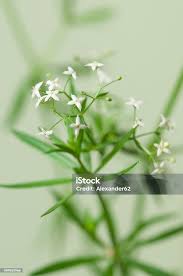 Attēlu rezultāti vaicājumam “Galium album flower”