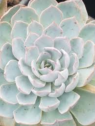 Attēlu rezultāti vaicājumam “Diachea subsessilis”