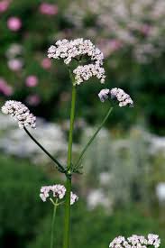 Image result for Baldrian