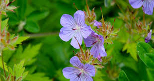 Attēlu rezultāti vaicājumam “Geranium bohemicum flower”