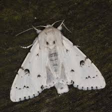 Attēlu rezultāti vaicājumam “Acronicta leporina”