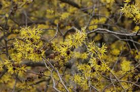 Attēlu rezultāti vaicājumam “Hamamelis virginiana”