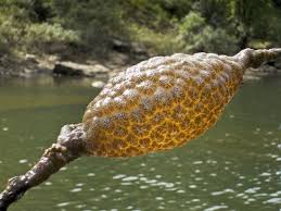 Attēlu rezultāti vaicājumam “Bryozoa”