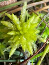 Attēlu rezultāti vaicājumam “Sphagnum contortum”