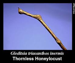 Attēlu rezultāti vaicājumam “Gleditsia triacanthos bud”