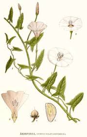 Attēlu rezultāti vaicājumam “Convolvulus arvensis flower”