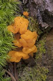 Attēlu rezultāti vaicājumam “Dacrymyces chrysospermus”