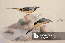 Attēlu rezultāti vaicājumam “Motacilla cinerea”