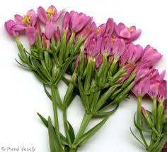 Attēlu rezultāti vaicājumam “Centaurium erythraea bud”